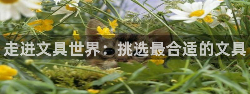 天顺娱乐坛70648：走进文具世界：挑选